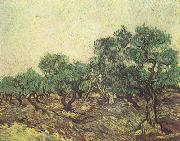 Vincent Van Gogh Olive Picking (nn04) oil on canvas